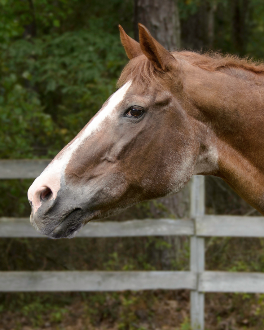 Protecting Your Senior Horse
