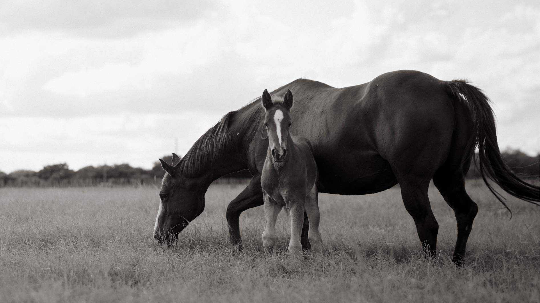 What to feed your horse, from foal to broodmare.