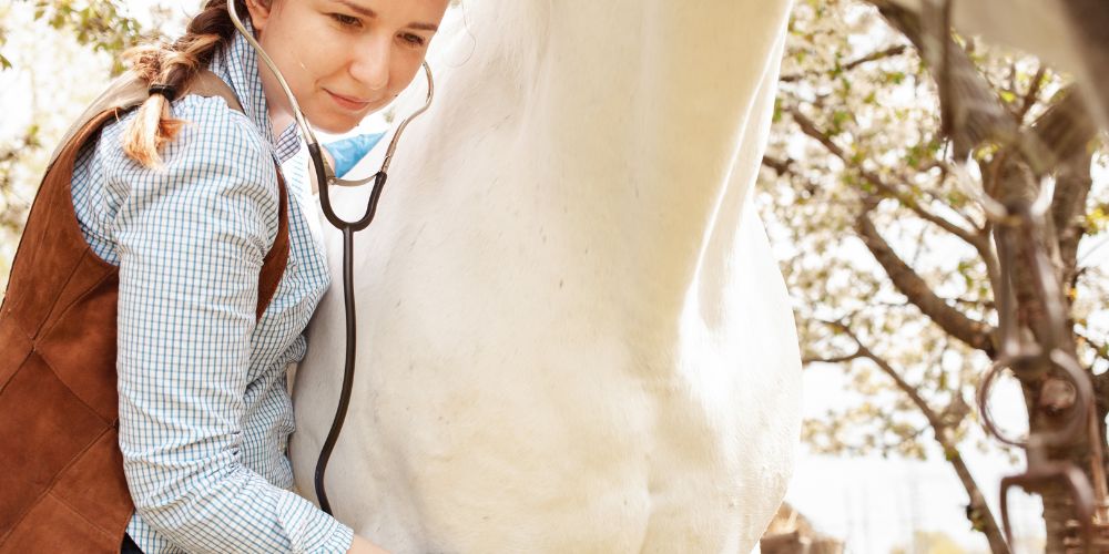 Understanding The Role Of Supplements In Boosting Horse Performance
