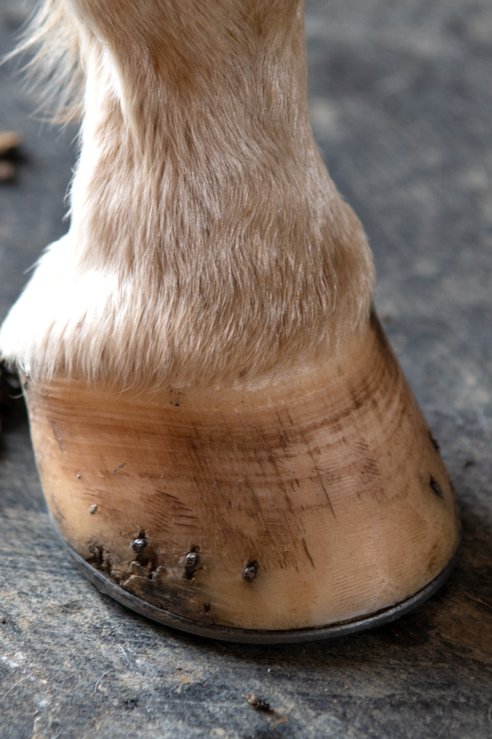 No Hoof Supplement Needed — Core Complete Covers It All